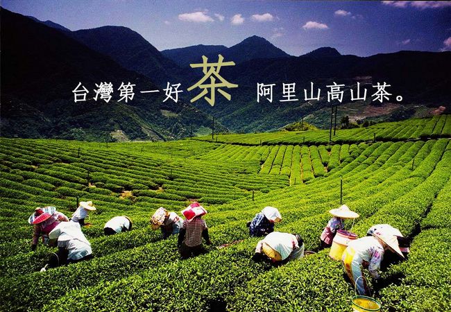 臺(tái)灣烏龍茶