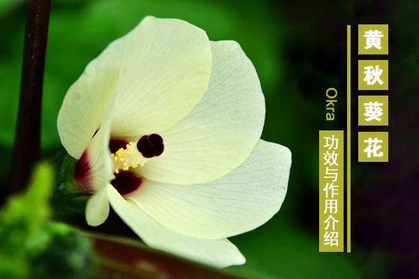 黃秋葵花茶的功效